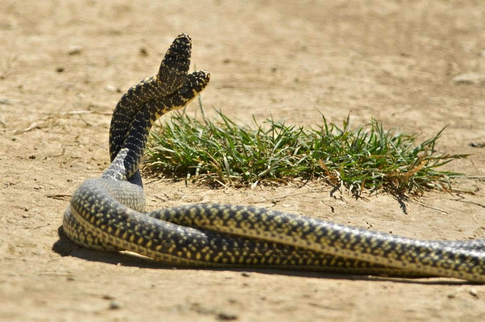 Accoppiamento di Biacchi...No, maschi impegnati in un duello rituale